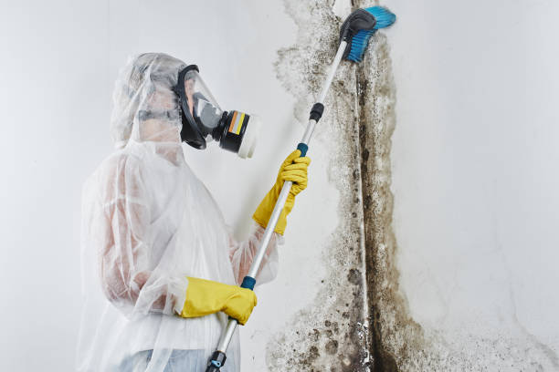 Best Kitchen Mold Remediation in Cactus Flats, AZ