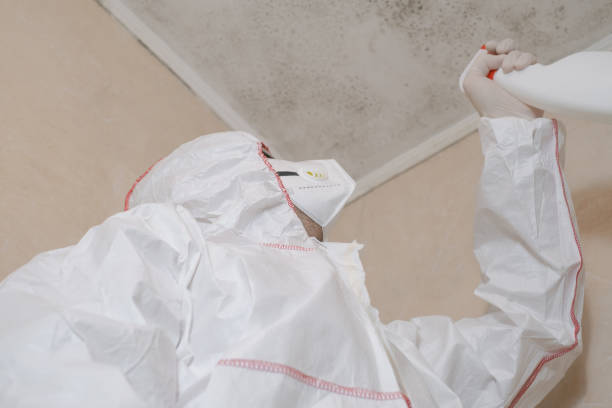 Best Residential Mold Remediation in Cactus Flats, AZ