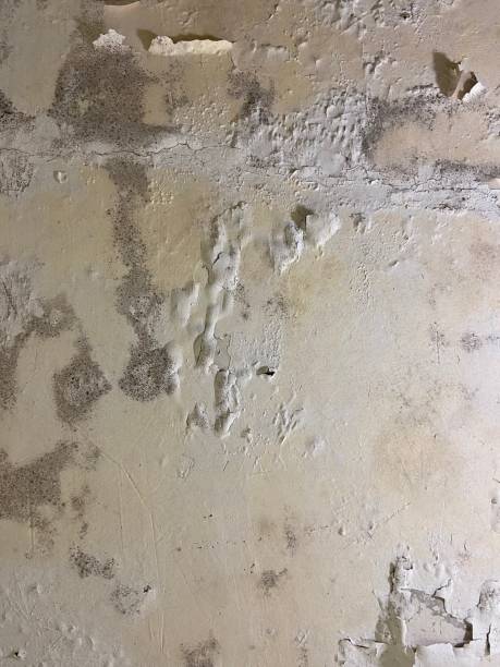 Best Residential Mold Remediation in Cactus Flats, AZ