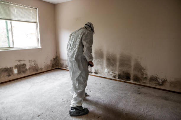 Best Emergency Mold Remediation in Cactus Flats, AZ