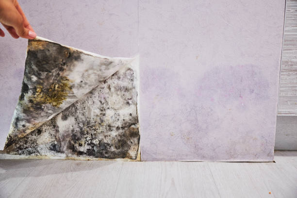 Best Emergency Mold Remediation in Cactus Flats, AZ